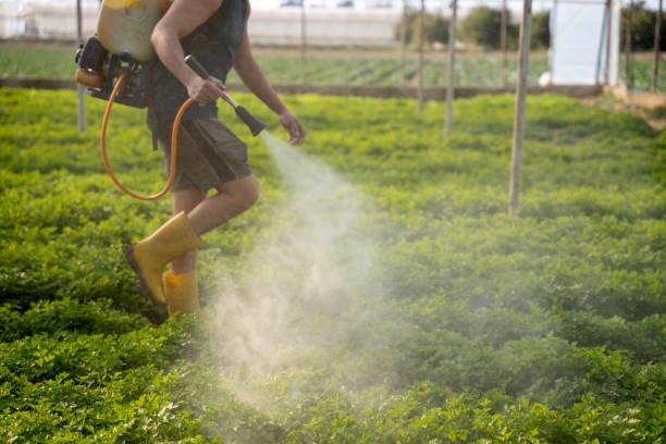 Best Pest Removal Services  in Saint Johns University, MN