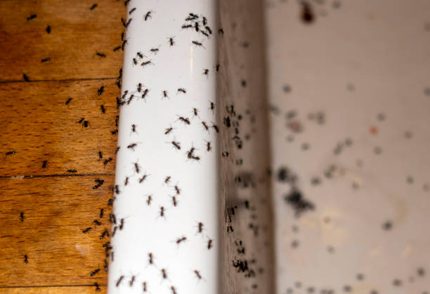 Best Bed Bug Extermination  in Saint Johns University, MN